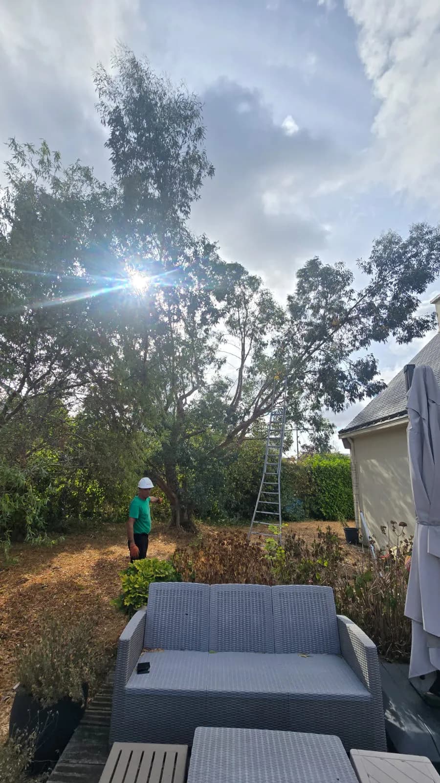Un élagueur examinant l'état sanitaire d'un arbre avant intervention à Lorient