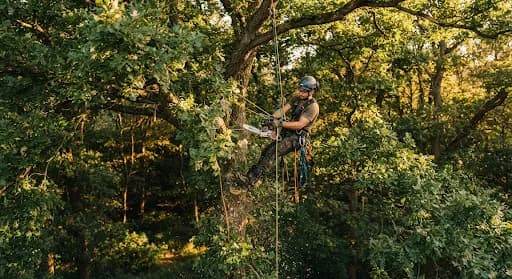 Jardin et espace vert parfaitement entretenu
