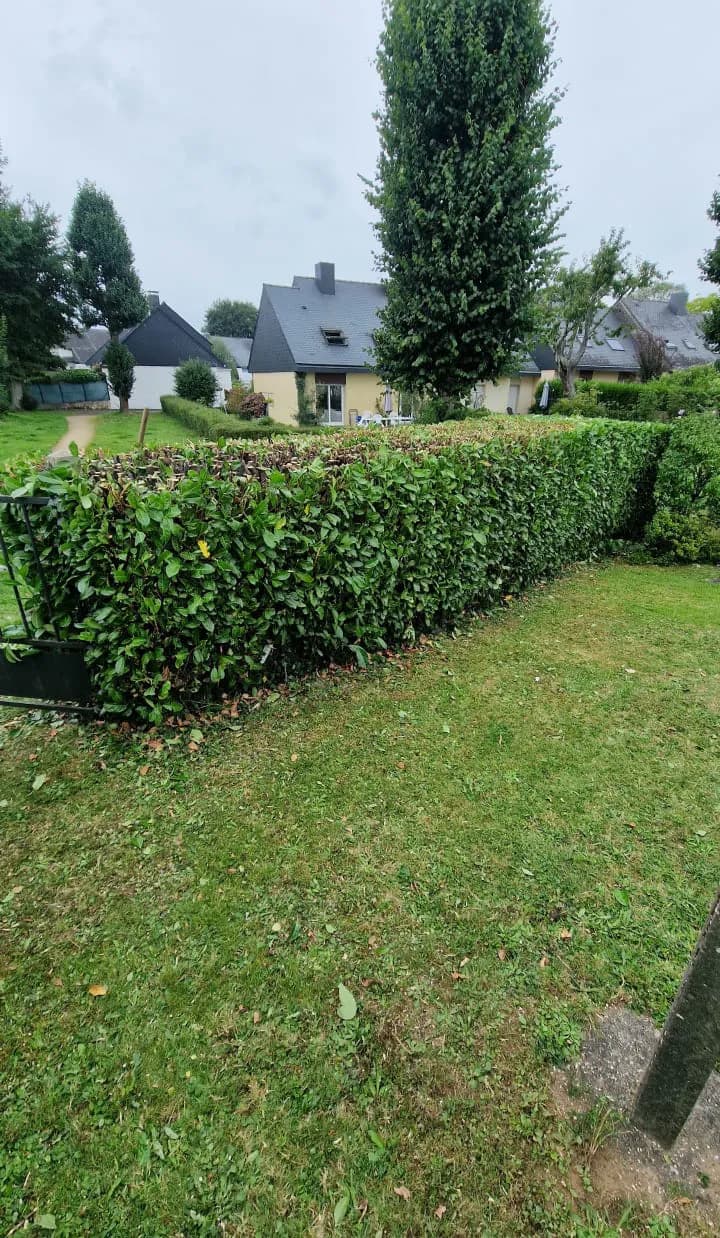 Haie taillée dans le Morbihan